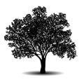 Silhouette detached tree with leaves