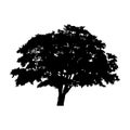 Silhouette detached tree with leaves on a white background Royalty Free Stock Photo