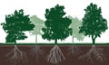 Silhouette of different deciduous trees with green crown and root system in soil. Root structure below ground level. Vector Royalty Free Stock Photo