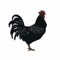 Silhouette Of A Dignified Black Rooster On White Background
