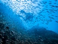 Silhouette of a diver hovering over a coral reef among a large flock of fish in the Indian ocean