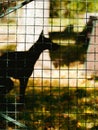 silhouette of a doberman dog on a sunny day in the park Royalty Free Stock Photo