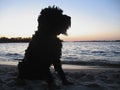 Silhouette of a dog on the beach at sunset Royalty Free Stock Photo