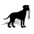 Silhouette of a Dog Dalmatian holding a leash, on a white back Royalty Free Stock Photo