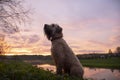 Silhouette of a dog, an Irish wheat soft-coated Terrier, against the background of a bright sunset