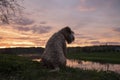 Silhouette of a dog, an Irish wheat soft-coated Terrier, against the background of a bright sunset.