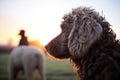 silhouette of dog with sheep at dawn Royalty Free Stock Photo