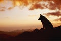 Silhouette of the dog sitting over the hills. Portrait of Border Collie