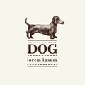 Silhouette of a dog. Vector illustration of dachshund. Hand drawn retro illustration.