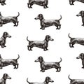 Seamless vector pattern with dogs. Vector illustration of dachshund. Hand drawn retro illustration.