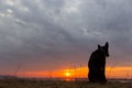 Silhouette of a dog, watching a sunset Royalty Free Stock Photo