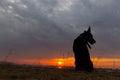 Silhouette of a dog, watching a sunset