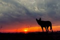 Silhouette of a dog, watching a sunset