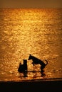 Silhouette of dogs playing in the sea on sunset Royalty Free Stock Photo