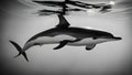 silhouette of a dolphin A large trophy bull dolphin fish swims quickly close to the bottom of its environment.