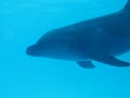 A silhouette of a dolphin swimming underwater. Royalty Free Stock Photo