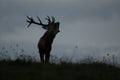 Silhouette of a dominant red deer stag roaring on horizon with sky in background