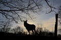 Silhouette of a donkey against a winter sunset sky Royalty Free Stock Photo
