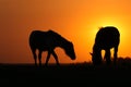 Silhouette of donkey and horse on sunset Royalty Free Stock Photo