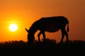 Silhouette donkey and sun on sunset Royalty Free Stock Photo