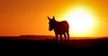 Silhouette donkey on sunset Royalty Free Stock Photo