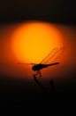 Silhouette of dragonfly over sunset