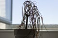 Silhouette of a dried drenched house plant