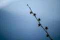 Black silhouette of dried flowers in nature.