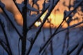 Silhouette of dried thistle covered with snow. Royalty Free Stock Photo