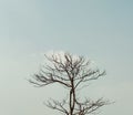 Silhouette of dried tree branches in blue sky background, natural scenery, beauty, nature photography, nature canvas, artistic