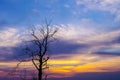 Silhouette of dried tree with sky Royalty Free Stock Photo