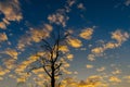 Silhouette of dried tree with sunset sky Royalty Free Stock Photo