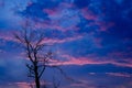 Silhouette of dried tree with twilight sky Royalty Free Stock Photo