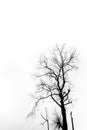 Silhouette of dried tree Royalty Free Stock Photo