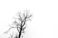 Silhouette of dried tree Royalty Free Stock Photo