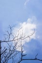 Silhouette dried wood branch with blue and white clouds background