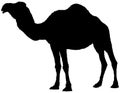 Silhouette of dromedary. Royalty Free Stock Photo