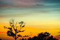 silhouette dry branch tree orange sunset sky Royalty Free Stock Photo