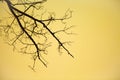 Silhouette of Dry branches on Golden sky background  and copy space Royalty Free Stock Photo