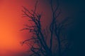 Silhouette dry dead tree on a wildfire