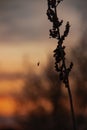 Close-up of silhouette of a dry field plant with little spider hanging on spiderweb thread against blurred colorful sunset sky and Royalty Free Stock Photo