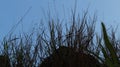 Silhouette of dry grass in the afternoon Royalty Free Stock Photo