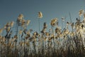 Silhouette Grassy Sunrise Royalty Free Stock Photo