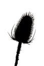 Silhouette dry thistle against the sky. Close-up