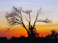 Silhouette of dry tree against sky at sunset Royalty Free Stock Photo