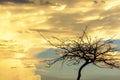 Silhouette of dry tree branches during sunset Royalty Free Stock Photo