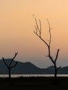 Silhouette dry tree and lake at sunset Royalty Free Stock Photo