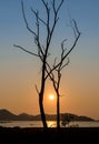 Silhouette dry tree and lake in sunset sky Royalty Free Stock Photo