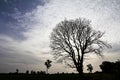 Silhouette dry tree Royalty Free Stock Photo