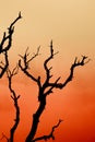 Silhouette Dry tree Royalty Free Stock Photo